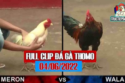 Clip đá gà Thomo Campuchia 04/06/2022 – Full clip đá gà HD