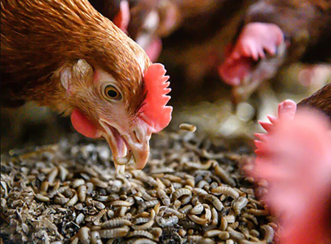 Cho gà ăn mối đất để tăng lực đá, độ hưng phấn cũng như phục hồi sức khỏe