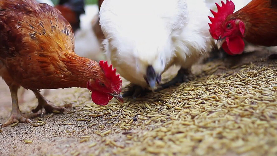 Lưu ý gì khi nuôi và cho gà ăn mối?