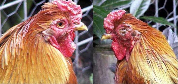 Cách chữa bệnh khiến gà bị mù mắt hiệu quả