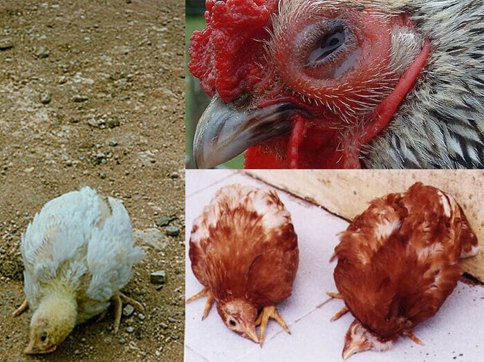 Cung cấp đầy đủ chất dinh dưỡng cho gà để phòng bệnh