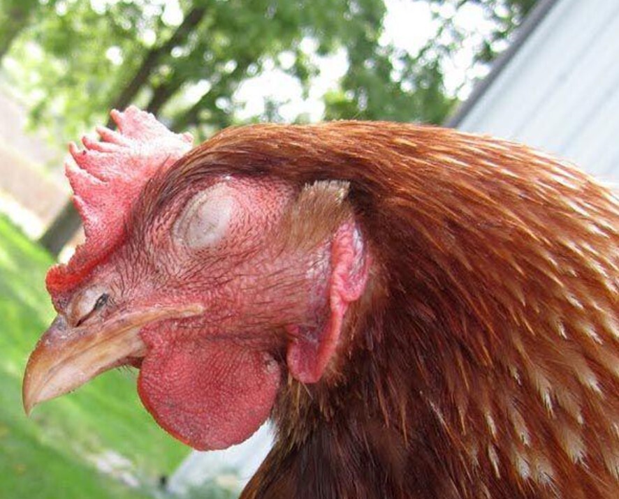 Bệnh đậu ở gà chưa có thuốc điều trị đặc hiệu