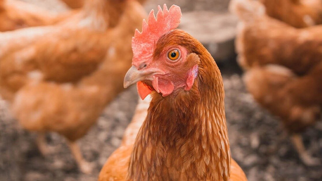 Phun khử khuẩn toàn bộ chuồng gà giúp tiêu diệt mầm bệnh trong môi trường - cách chữa gà bị thương hàn hiệu quả