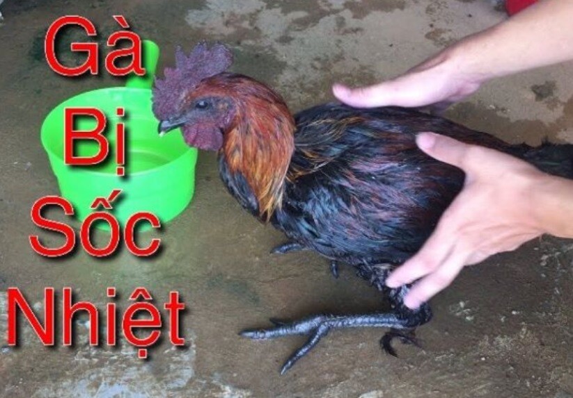 Bổ sung khoáng chất và bù nước để làm mát cơ thể gà