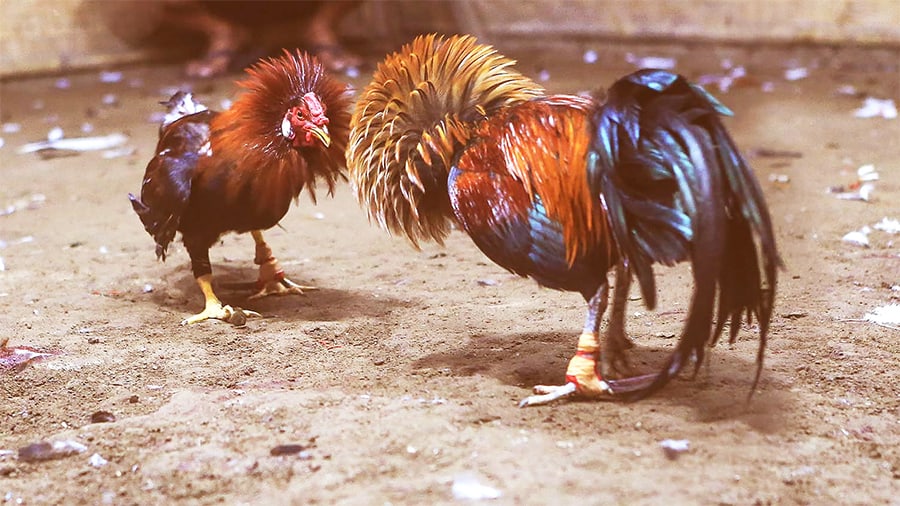 M88 - Nhà cái đá gà uy tín với nhiều điểm cộng ấn tượng