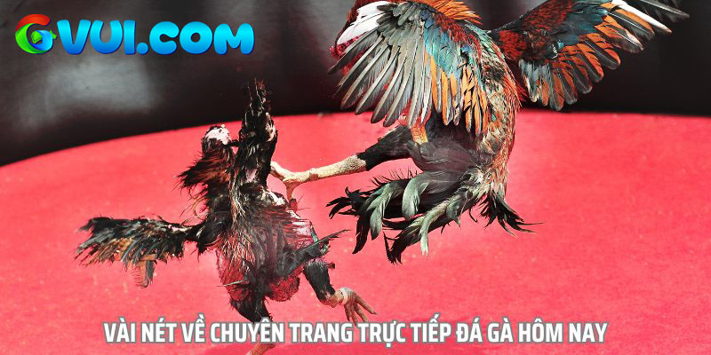 Trực Tiếp Đá Gà là sân chơi giải trí quen thuộc của hàng triệu kê thủ