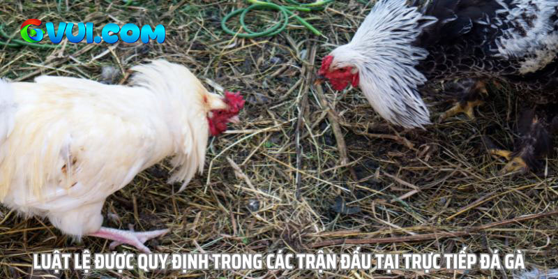 Luật lệ được quy định trong các trận đấu tại Trực Tiếp Đá Gà