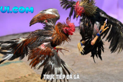Trực Tiếp Đá Gà Tại GVUI.COM – Full HD Hàng Ngàn Trận Đấu Mỗi Ngày